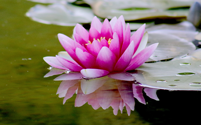 Zen Meditatie